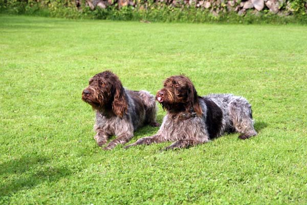 Griffontreffen07- 036.jpg